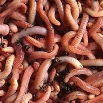 Dendrobena's Mix 1 Dendrobena's Mix